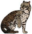 ocelot